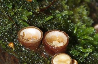 Жительница Тверской области встретила в лесу редкий гриб в виде бокальчика риб