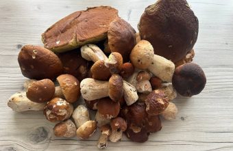 Лес Тверской области снова порадовал "тихой охотой" охотой