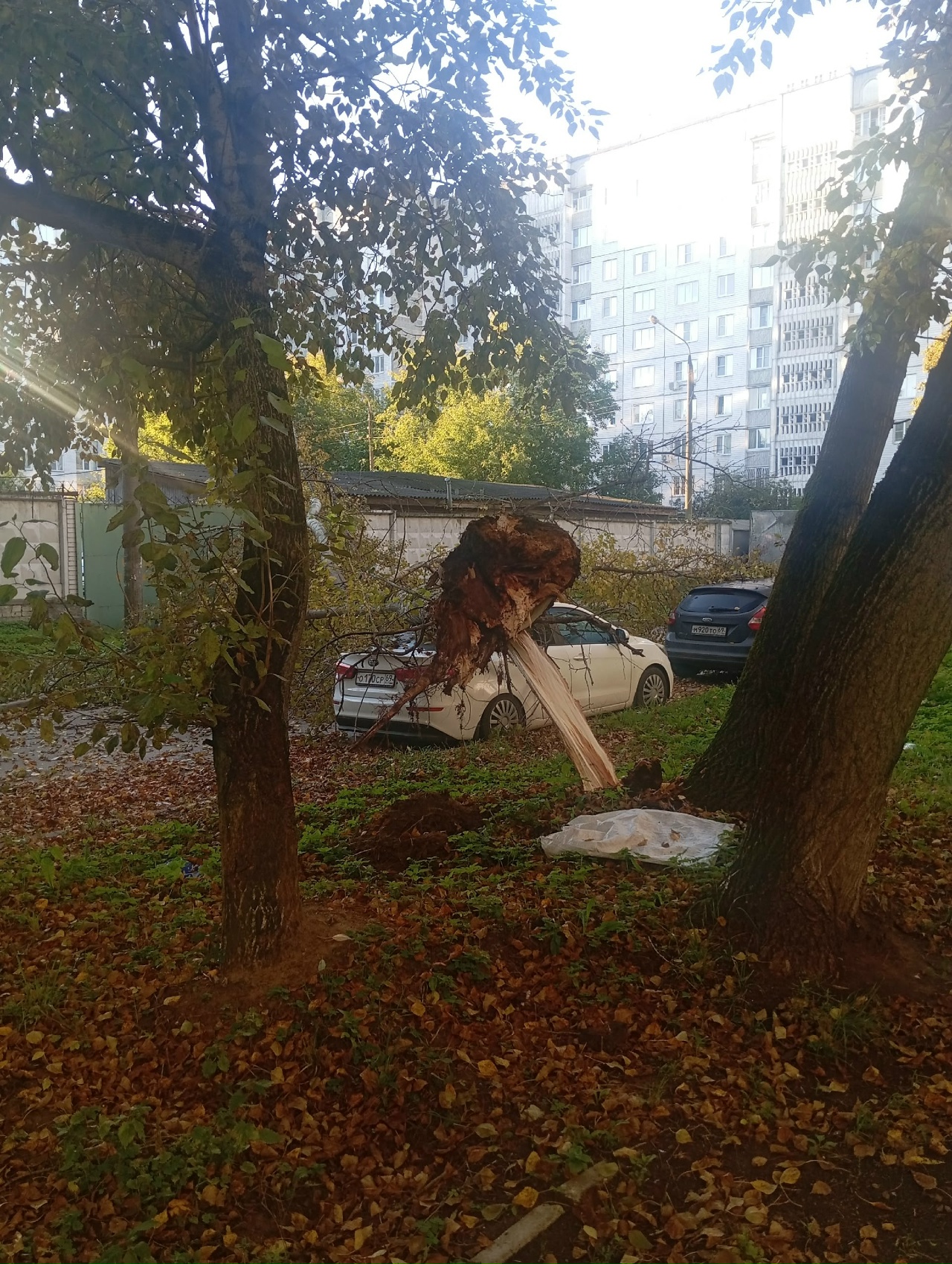 деревья
