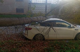 На автомобиль в Твери упало дерево дерево