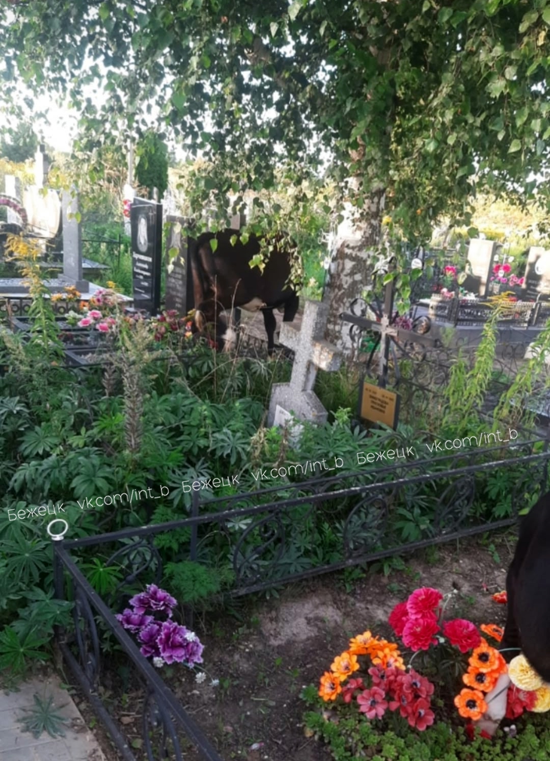 быки