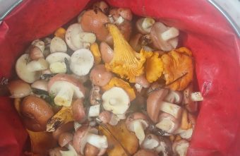 Жители Тверской области рассказали о самых грибных местах грибные