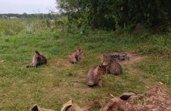 В Твери кошачью семью бросили на медленную смерть смерть