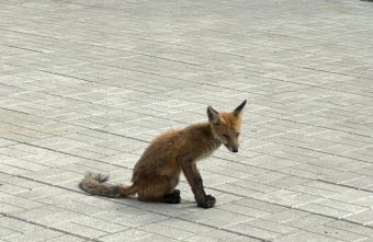 В Тверской области больной лисенок вышел к людям за помощью лисенок
