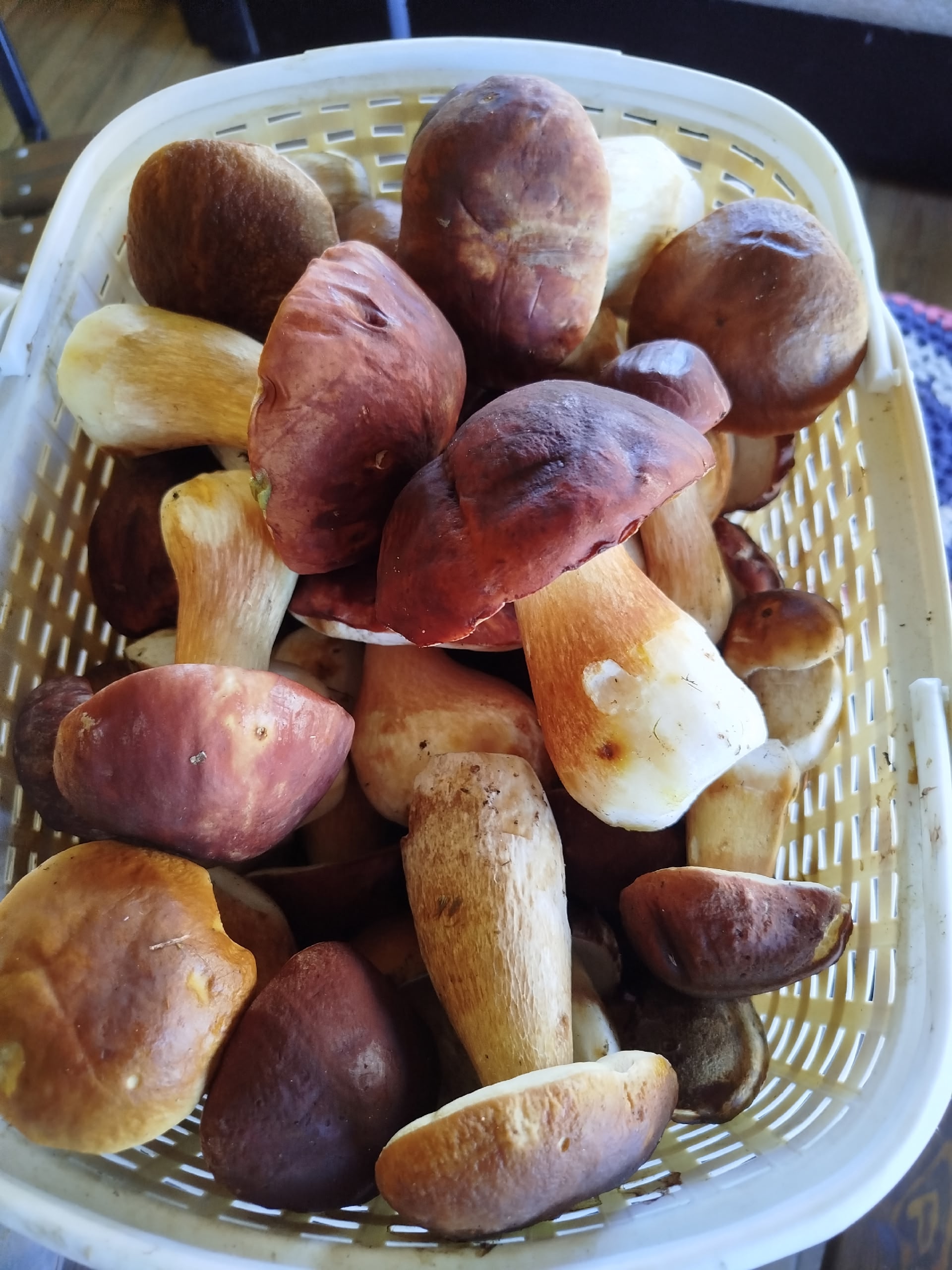 В лесах Тверской области стало еще больше грибов