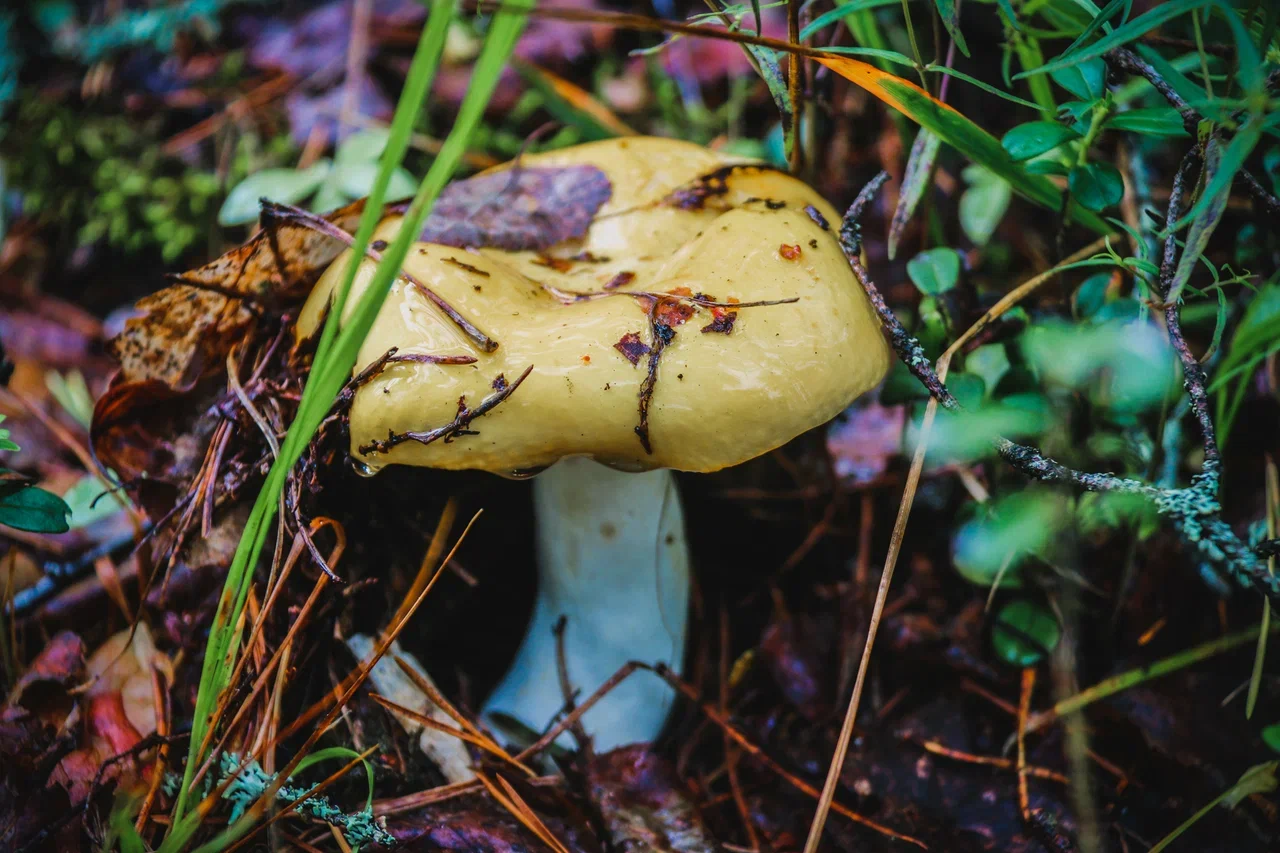 семейной пары