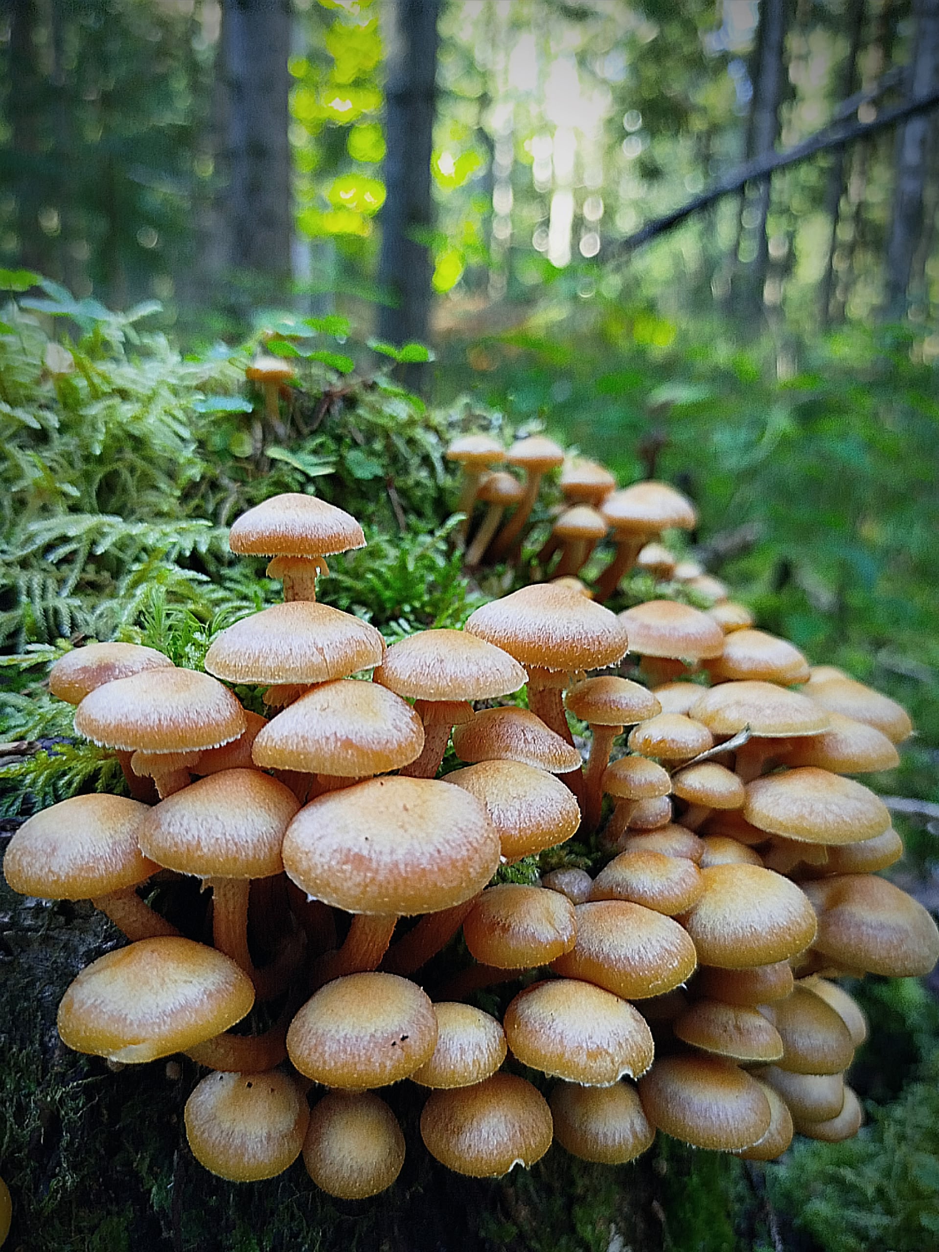 В лесах Тверской области стало еще больше грибов