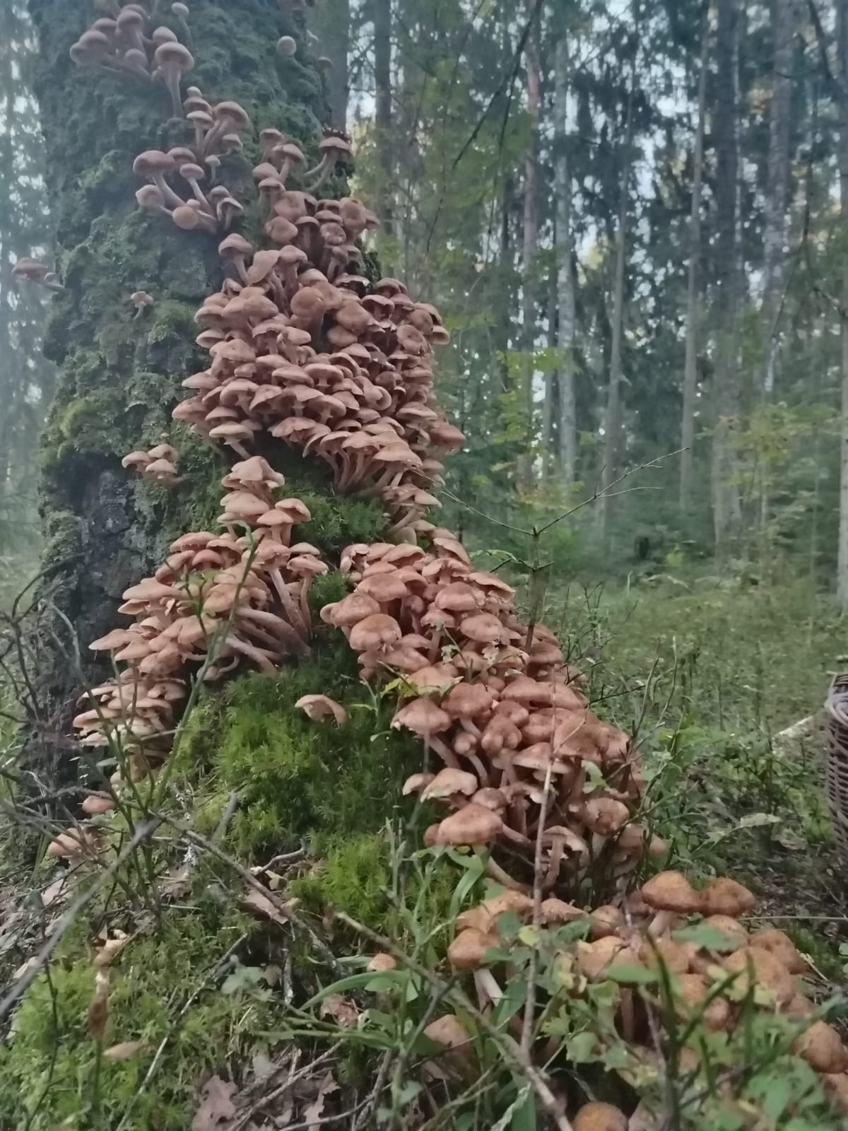 В лесах Тверской области стало еще больше грибов