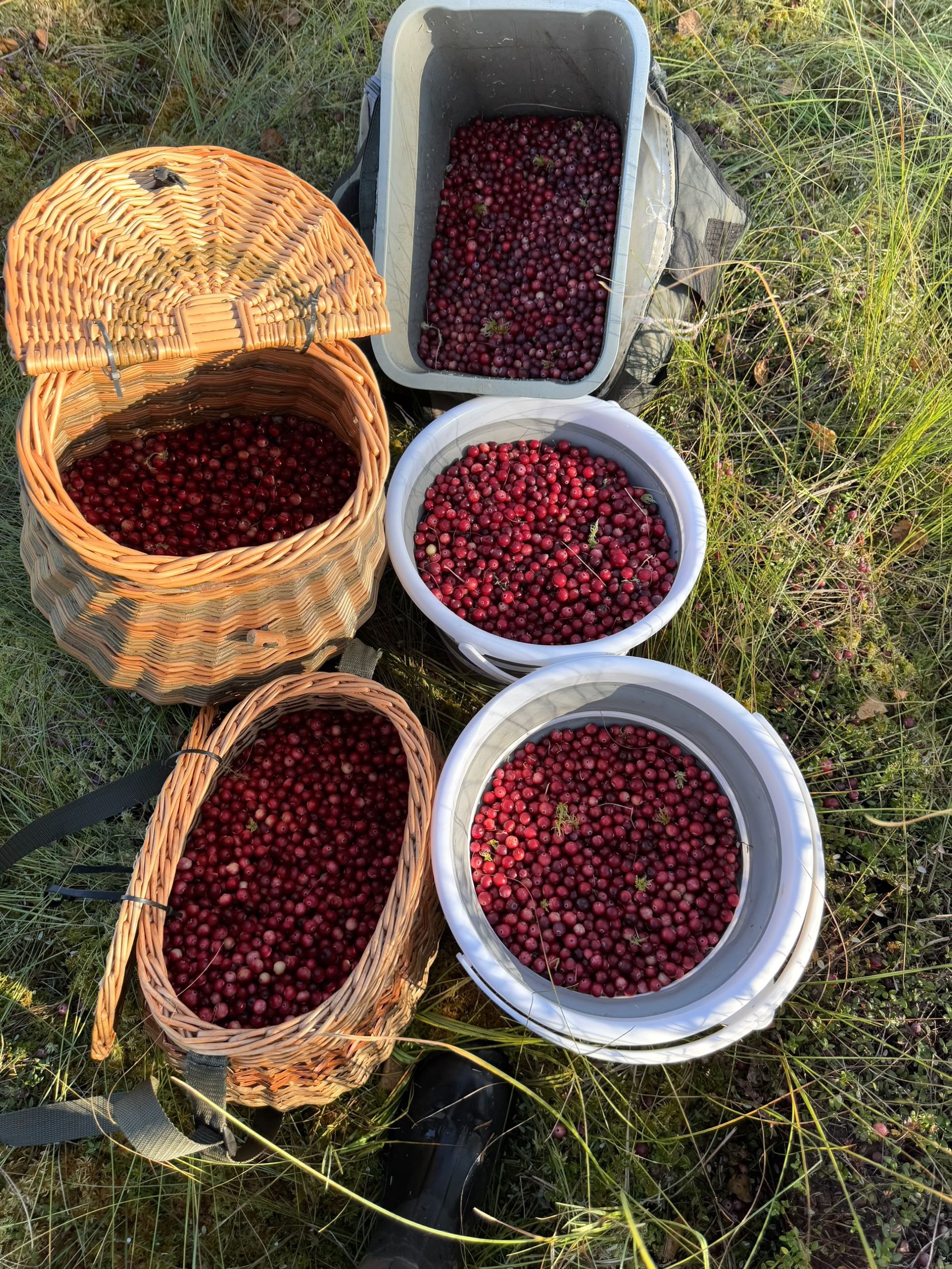 Жители Тверской области мешками выносят из леса осенние ягоды