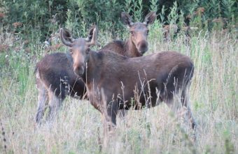 Жителям Тверской области рассказали, каких зверей нужно бояться осенью в лесу бояться