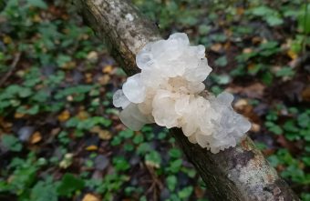 В Тверской области нашли неопознанный гриб Гриб