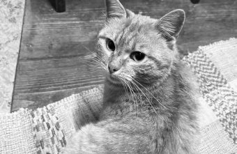 В Тверской области умер Рыжик, на которого наступила корова Рыжик