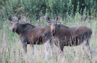 Водителей Тверской области предупредили о гоне лосей лосей