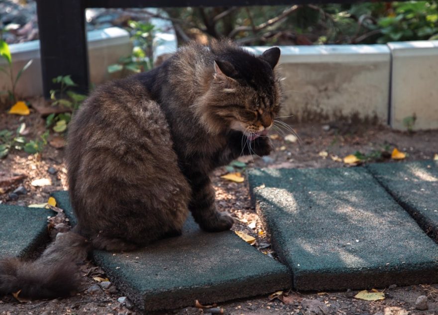Ученые ФГБУ «ВНИИЗЖ» разработали новую тест-систему для диагностики калицивируса кошек