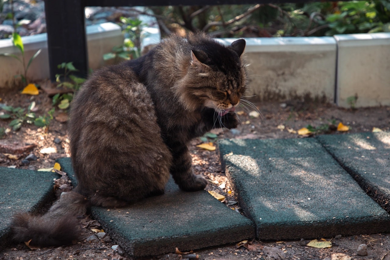 Ученые ФГБУ «ВНИИЗЖ» разработали новую тест-систему для диагностики калицивируса кошек