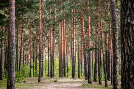 Больше 10 тысяч школьников Тверской области приняли участие в походах и экспедициях Больше 10 тысяч школьников Тверской области приняли участие в походах и экспедициях