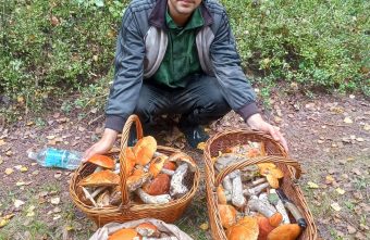 В лесах Тверской области закончились грибы грибы