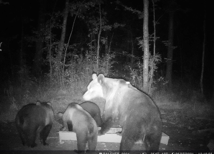 В Оленинском округе засняли семью медведей в лесу