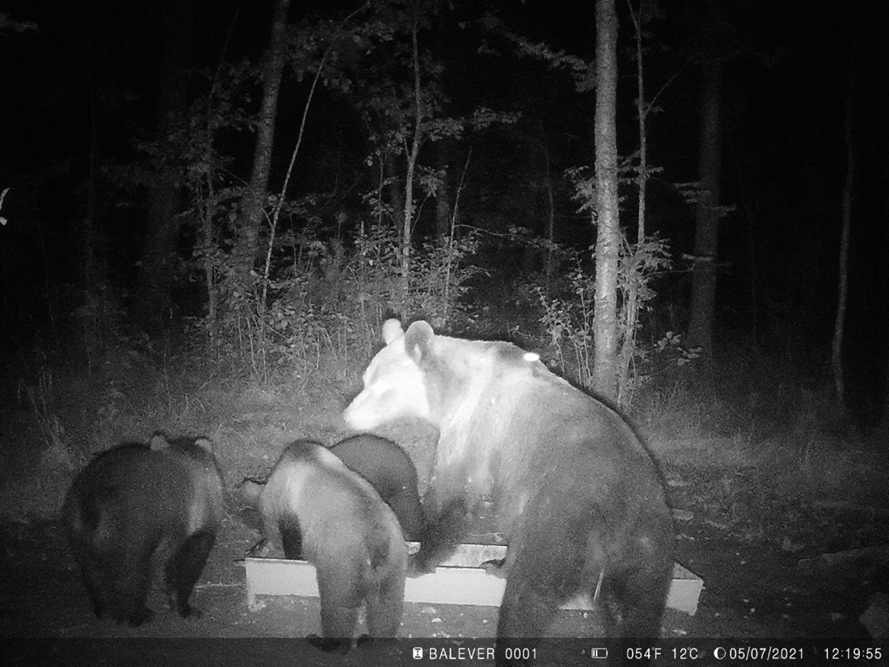 В Оленинском округе засняли семью медведей в лесу