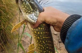 Рыбак выдал место в Тверской области, где клюют большие щуки рыбак