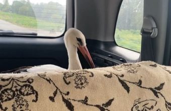 В истории аиста, за которого переживали жители Тверской области, поставлена точка аиста