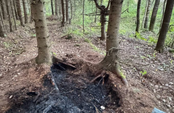 Под Тверью неизвестные едва не сожгли лес повторно Лес