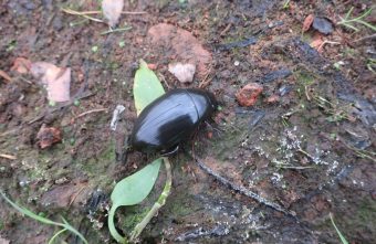 В Тверской области заметили необычного водолюба В Тверской области заметили необычного водолюба