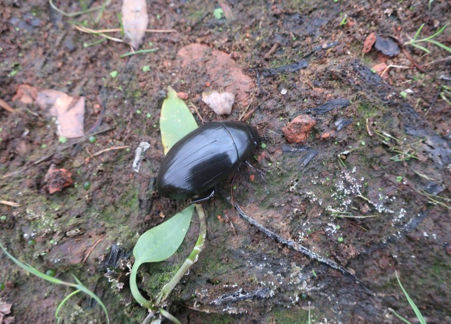В Тверской области заметили необычного водолюба