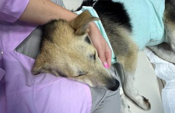 Волонтеры рассказали о состоянии собаки, пробитой стрелой из арбалета собаки