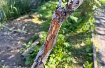 В новом сквере в Тверской области портят молодые деревья деревья