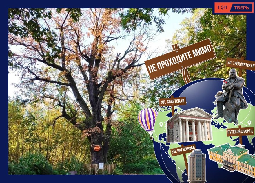 Не проходите мимо: тверской дуб, который помнит классиков Не проходите мимо: тверской дуб, который помнит классиков