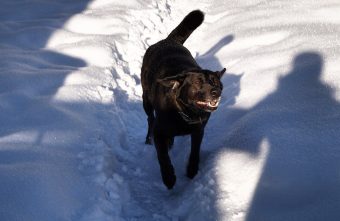 В Твери умер пес, за жизнь которого боролись многие пес