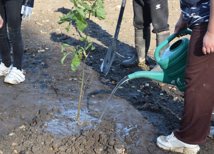 Больше ста кленов и дубов посадили около музея в Оленино