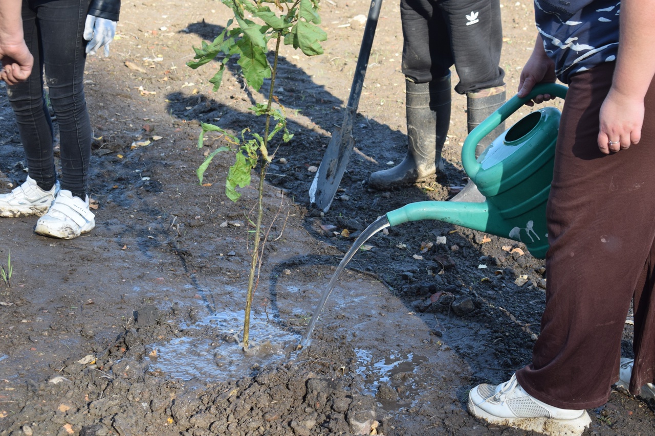 Больше ста кленов и дубов посадили около музея в Оленино