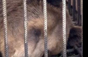 В Тверской области рассказали жуткую историю об издевательствах над медведем историю