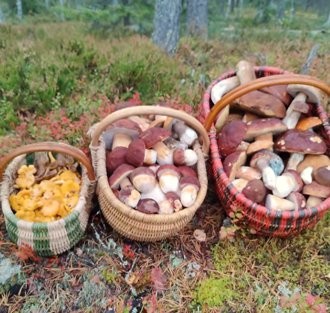 Стало известно, в каком районе Тверской области пошли осенние боровики пошли