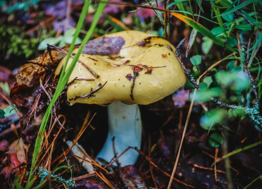 семейной пары