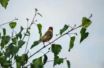 Фольклорист рассказал, как узнать погоду на год по приметам погоду