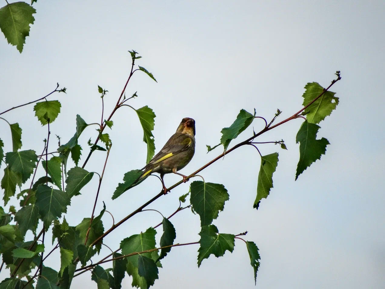 Фольклорист рассказал, как узнать погоду на год по приметам погоду