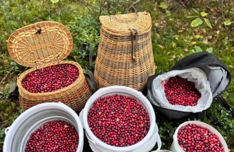 Жители Тверской области мешками выносят из леса осенние ягоды ягоды