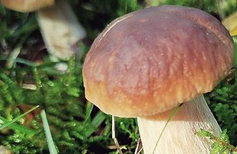 Стало известно, когда закончится грибной сезон в Тверской области сезон