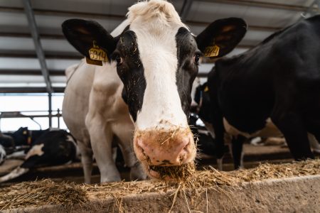 В Тверской области готовят к запуску новый молочно-товарный комплекс