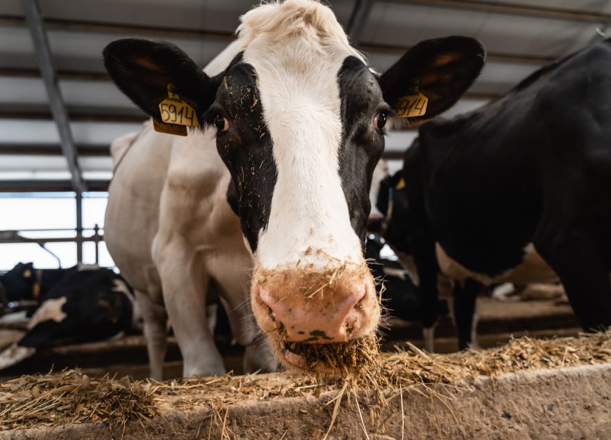 В Тверской области готовят к запуску новый молочно-товарный комплекс