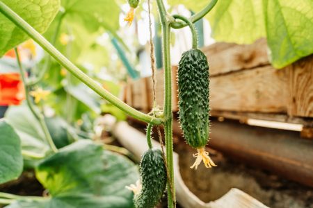 В Тверской области школьников будут обучать генетике и селекции растений В Тверской области школьников будут обучать генетике и селекции растений