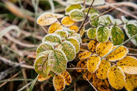 заморозках