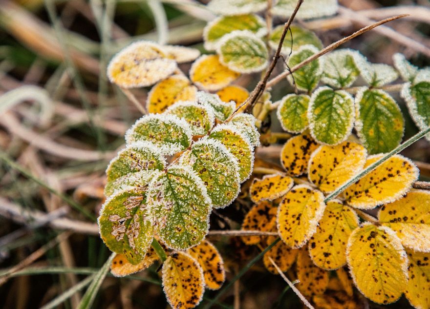 заморозках