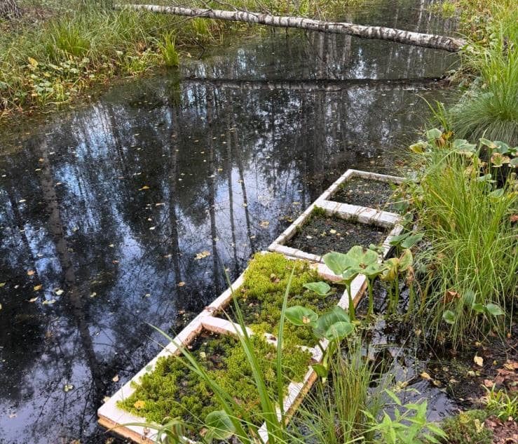 Уникальный проект по реинтродукции сфагновых мхов на нарушенных торфяниках реализуется в Тверской области с участием ТвГТУ