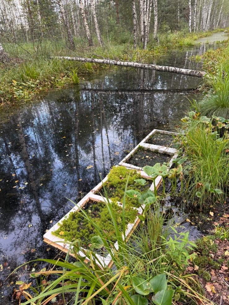 Уникальный проект по реинтродукции сфагновых мхов на нарушенных торфяниках реализуется в Тверской области с участием ТвГТУ