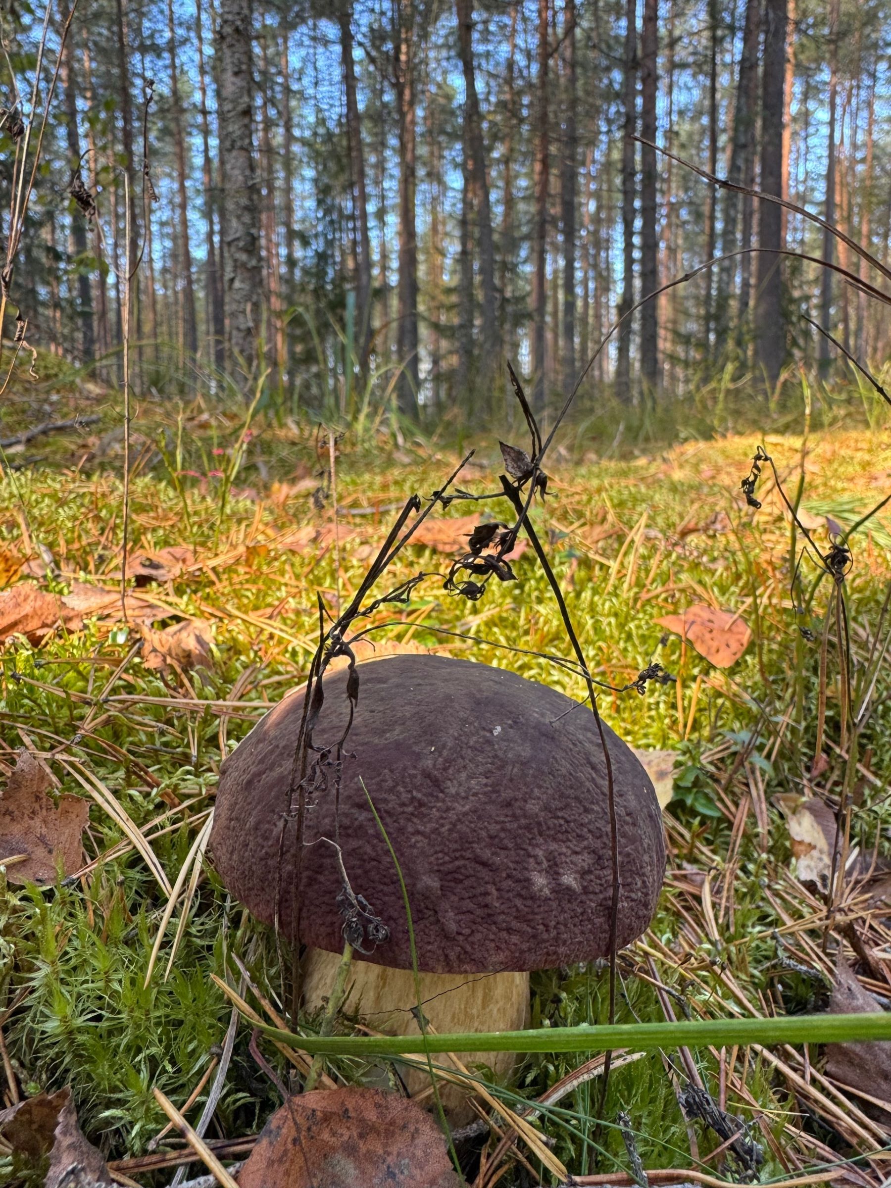 Грибники Тверской области рассказали, стоит ли идти в выходные в лес