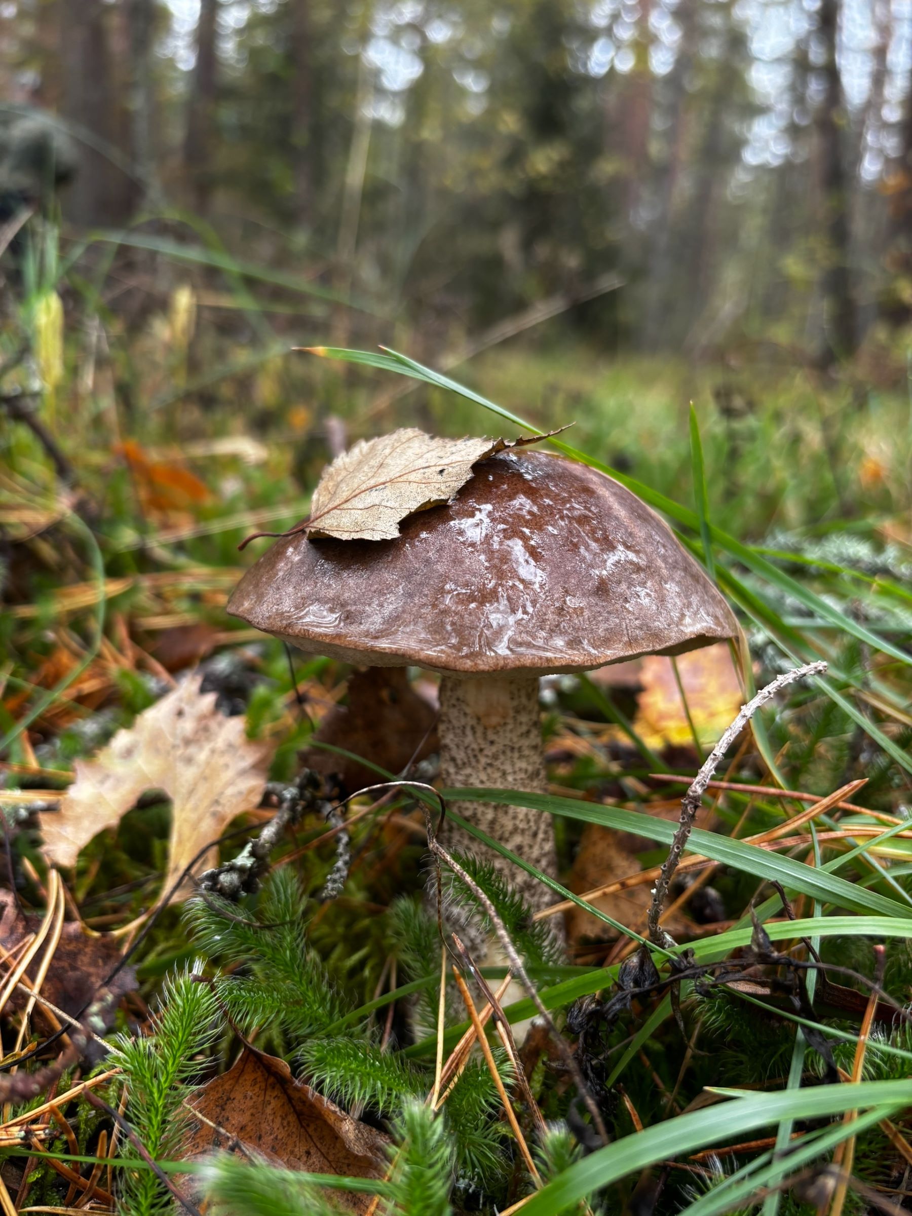 Грибники Тверской области рассказали, стоит ли идти в выходные в лес